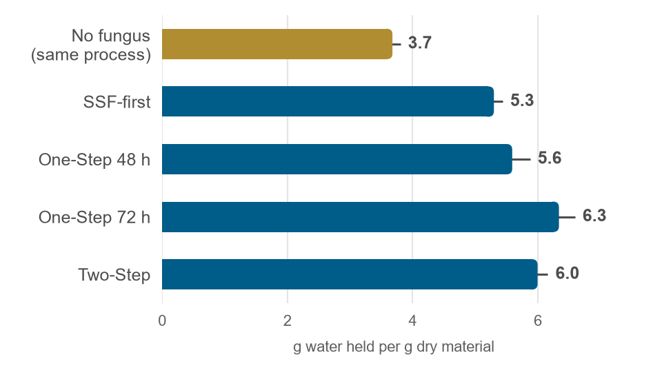 Bar chart of water-holding capacity in grams of water per gram of dry material. TVP processed the same way without fungus held 3.7. Fermented routes: SSF-first 5.3, One-Step 48 h 5.6, One-Step 72 h 6.3, Two-Step 6.0.