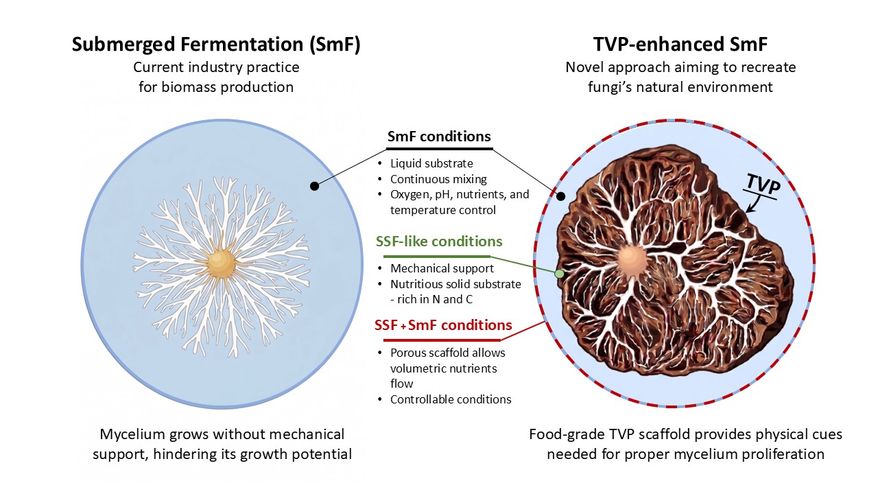 Graphical abstract: conventional submerged fermentation, where mycelium grows without mechanical support, beside TVP-enhanced submerged fermentation, where a porous food-grade TVP scaffold gives the mycelium physical support and nutrient flow